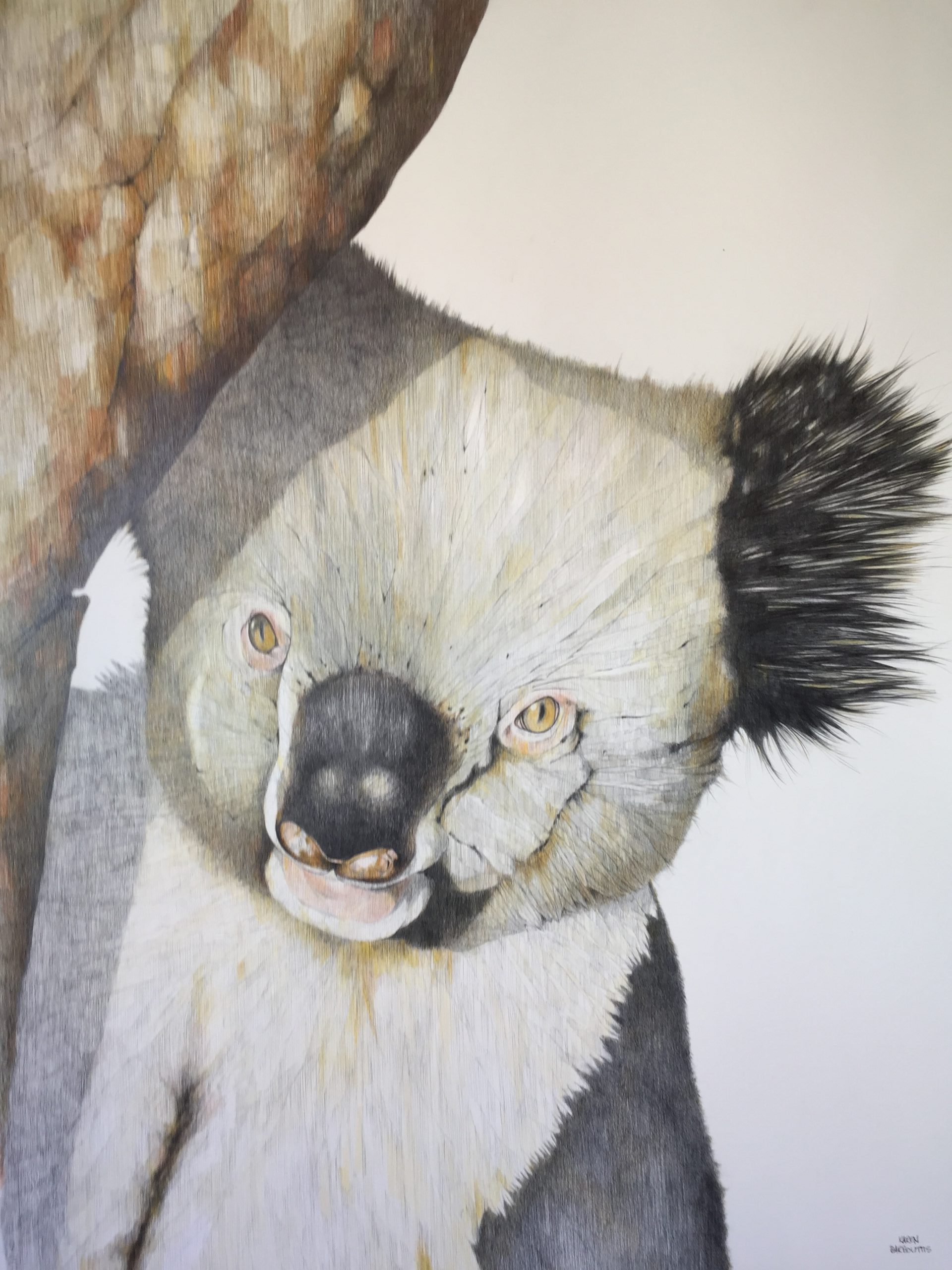 Montgomery the Koala, Featherdale Park. Pencil on Paper. 78x57cm