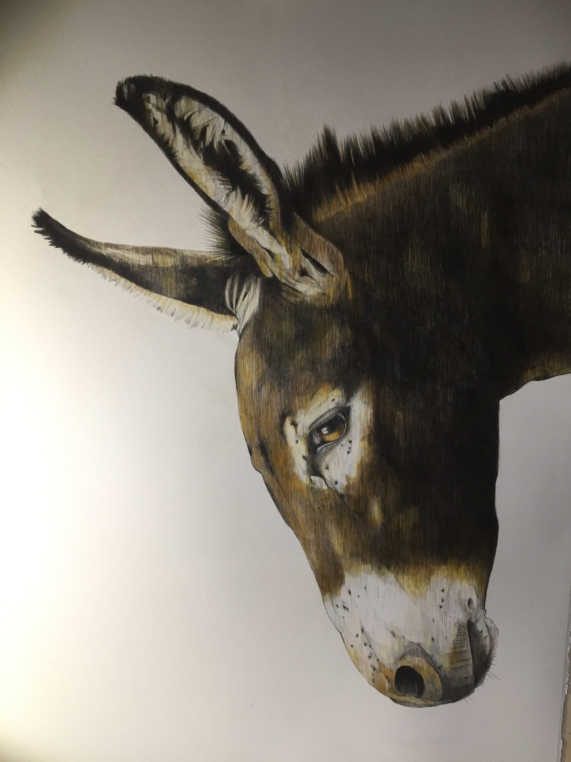 My Mykonos Donkey. Pencil on Paper. 80x57cm