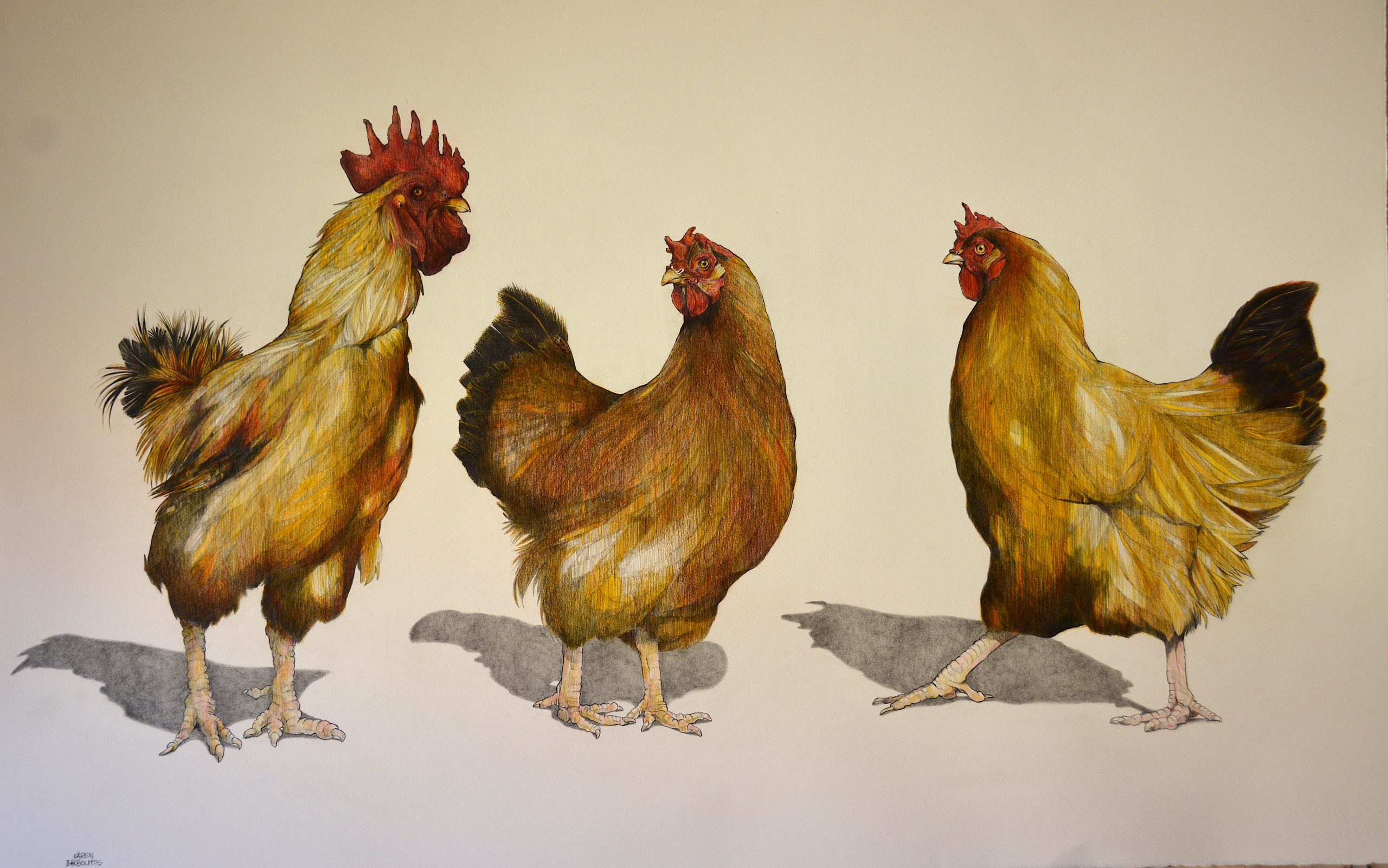 Mykonos Island Chickens and Rooster. Pencil on Paper. 80x110cm